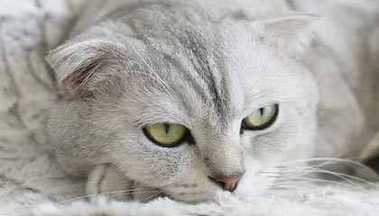 开云官方-沙尔克不敌法兰克福，糟糕战绩持续，沙尔克是哪个欧洲国家球队